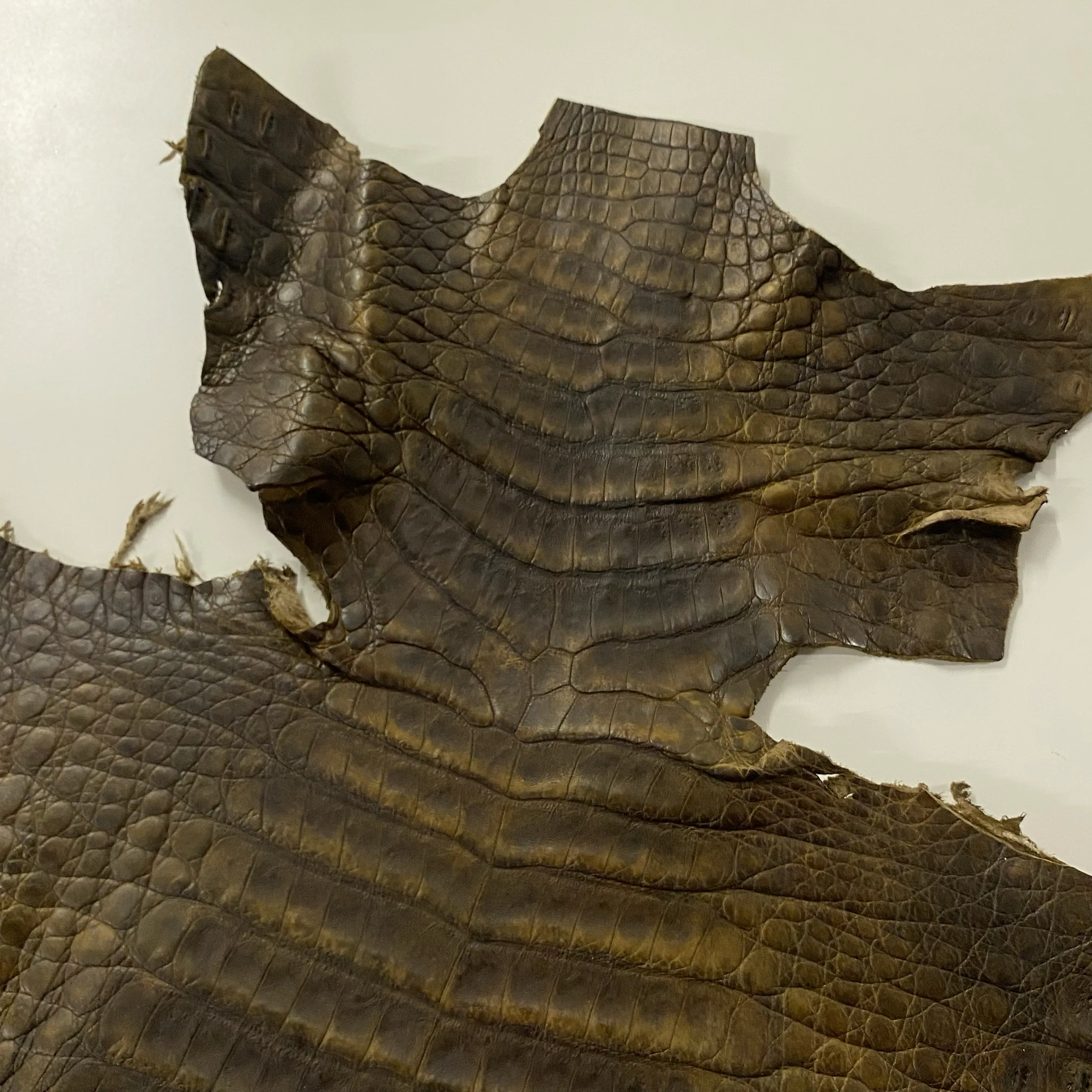 Caiman Crocodile | Mud